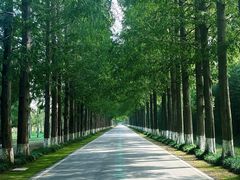 -黄海国家森林公园