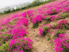 -巢湖姥山岛