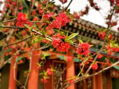 -荣国府