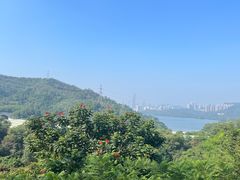 -深圳仙湖植物园