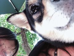 -柴犬高等学院·狗咖·柴犬售卖·宠物训练