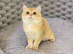 -lincat·猫舍(广州店)