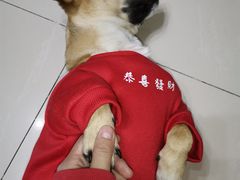 -宠福鑫康馨动物医院·骨科·眼科