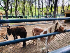 -长白岛森林公园