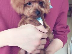 iphone_upload_pic-Oh My Dog宠物沙龙(伊珊娜皮毛护理店)
