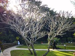 -中国科学院西双版纳热带植物园