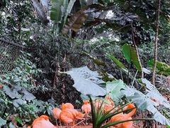 -海南热带野生动植物园