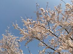 -武汉大学-樱园