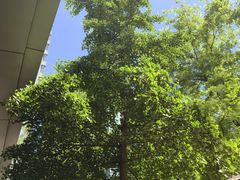 -JamaicaBlue(新城国际店)