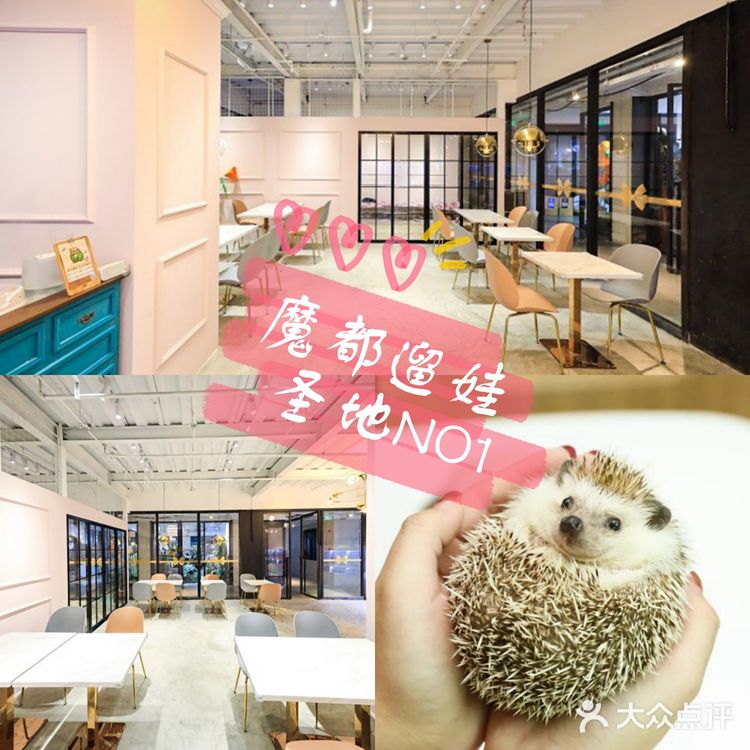 魔都遛娃圣地‖来和萌宠亲密的约个会吧!