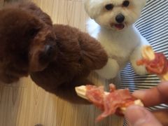 -PETKIT小佩宠物(古北店)