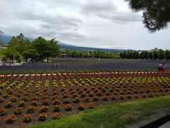 -富田农场