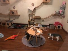 -Meowの猫咖(万家丽店)