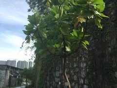 -广州神农草堂中医药博物馆