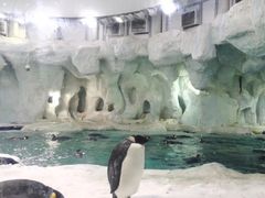 -帝企鹅自助餐厅•儿童岛•真企鹅(长隆企鹅酒店)