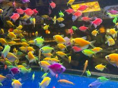 -大碗厨 25年老字号 现炒湘菜(四季天地店)