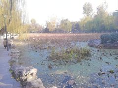 -莲湖公园