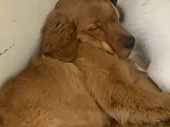 -Let's go狗咖·猫咖·奶狗·桌游(春熙路IFS店)