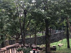 -都江堰中华大熊猫苑