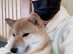 -柴源莊·柴小宠柴犬咖啡