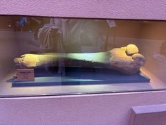 -陕西自然博物馆