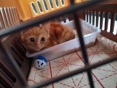 -爱侣宠医·鹦鹉专科·小型哺乳类·异宠专科(灵石路店)