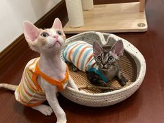 -山宅一喵德文卷毛猫舍
