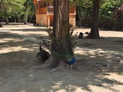 -秦皇岛野生动物园