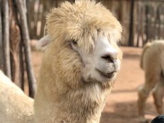 -鄂尔多斯野生动物园