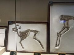 -安徽省地质博物馆