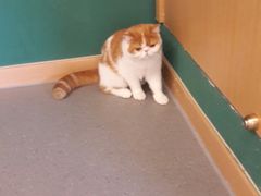 -飞行喵MR PILOT|猫舍·猫咖(静安大融城店)