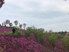 -古柏渡飞黄旅游区