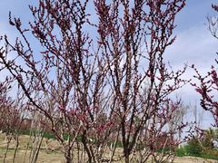 -永定河休闲森林公园