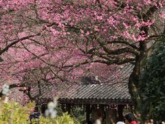 -杭州植物园