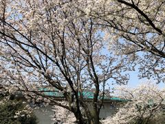 -武汉大学-樱园