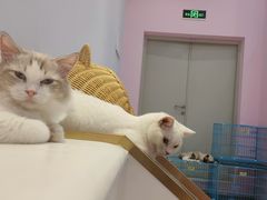 -爪爪喵星球·猫舍(前海卓越店)