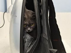 -纳吉亚猫专科动物诊疗中心(蒋宅口分院)