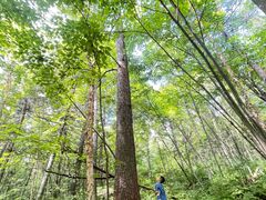 -五营红松林海景区