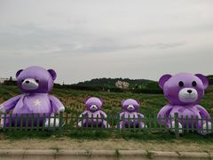 -大塘金香草谷
