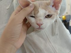 -艾贝尔宠物医院 ·中兽医·宠保定点(北门桥店)