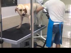 -暖阳宠物医院·犬猫康复中心·骨科