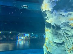 -新加坡飞禽公园