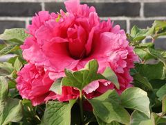 -圆明园遗址公园-藻园门售票处