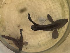 -小猫钓鱼海钓俱乐部(椰梦长廊店)