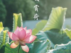 -莲湖公园