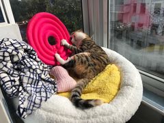 -关爱宠物医院·猫科中心·消化科(滨湖万达分院)