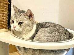 -猫域·湾主题猫咖·宠物吧(南坪城市广场店)