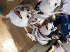 -Husky Go! 哈士奇体验馆·宠物咖啡厅狗咖