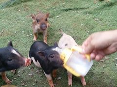 -海南热带野生动植物园