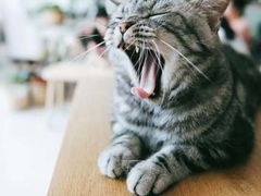-平行世界·猫咖(首经贸店)